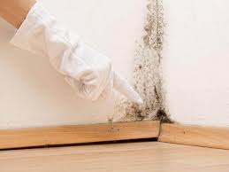 Best Real Estate Mold Inspection  in Salineville, OH